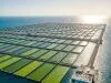 Oceaniczny biznes: uprawa alg szansą na zysk i ekologię?