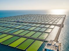 Oceaniczny biznes: uprawa alg szansą na zysk i ekologię?
