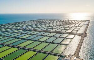 Oceaniczny biznes: uprawa alg szansą na zysk i ekologię?