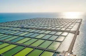 Oceaniczny biznes: uprawa alg szansą na zysk i ekologię?